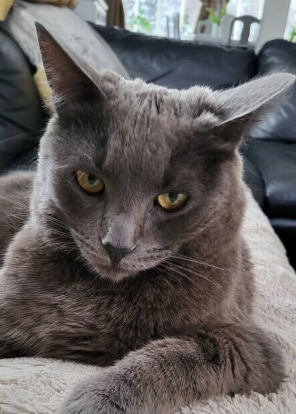 Katt - Katt Mipp Katt - Katt Mipp