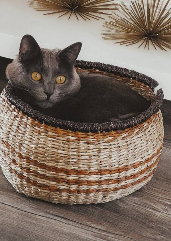 Katt - Katt Mipp Katt - Katt Mipp