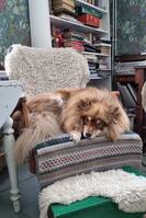 Lapphunden Ilo Lapphunden Ilo