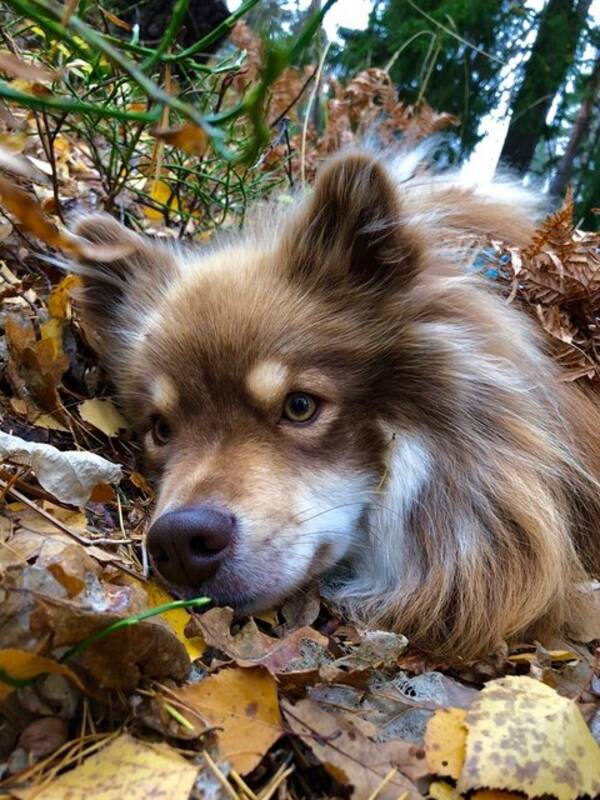 Hund - Lapphunden Ilo 