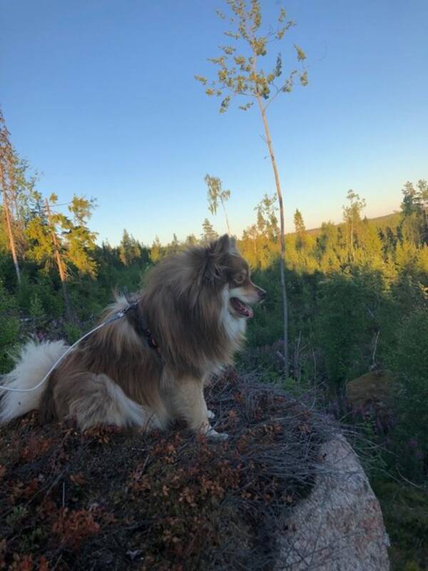 Hund - Lapphunden Ilo 