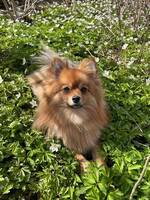 Luna Kleinspitz  Luna Kleinspitz