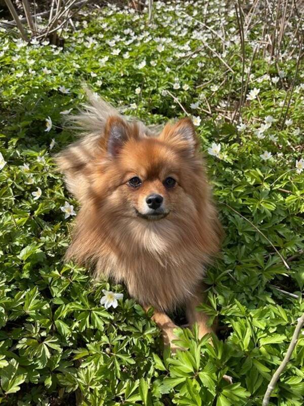 Hund - Luna Kleinspitz 