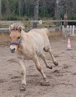 Fjordingsfölet Adonis Fjordingsfölet Adonis