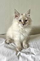 Neva Masquerade Neva Masquerade