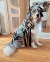 Australian Shepherd Australian Shepherd