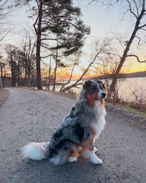 Hund - Australian Shepherd 