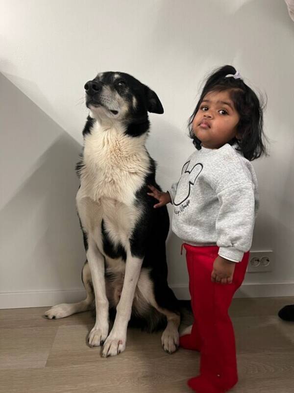 Hund - Husky, Twitter Hund - Husky, Twitter