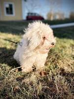 Bichon  Stella