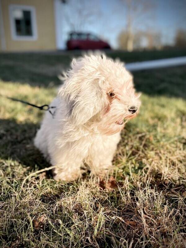 Hund - Bichon  Stella