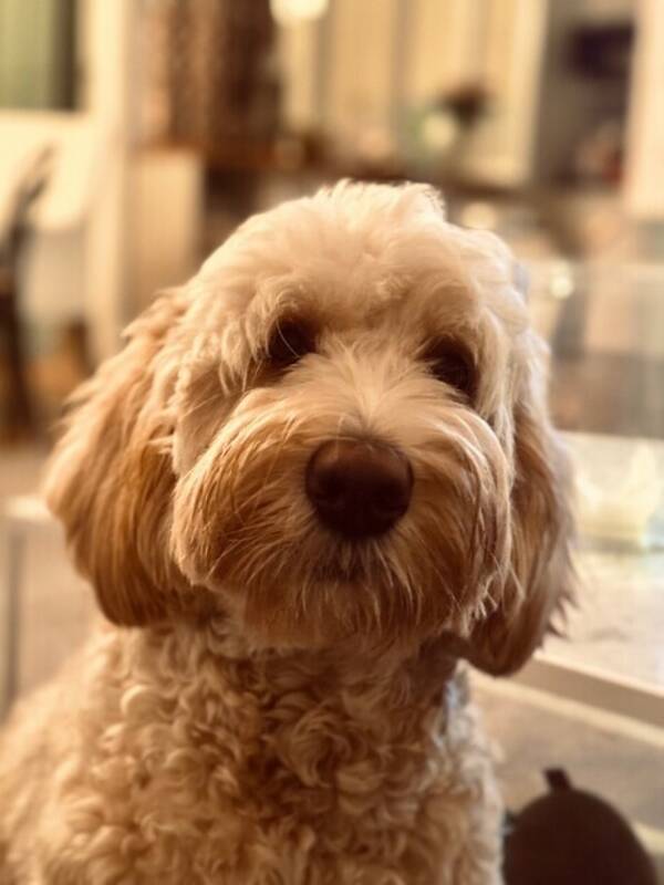 Hund - Labradoodle 