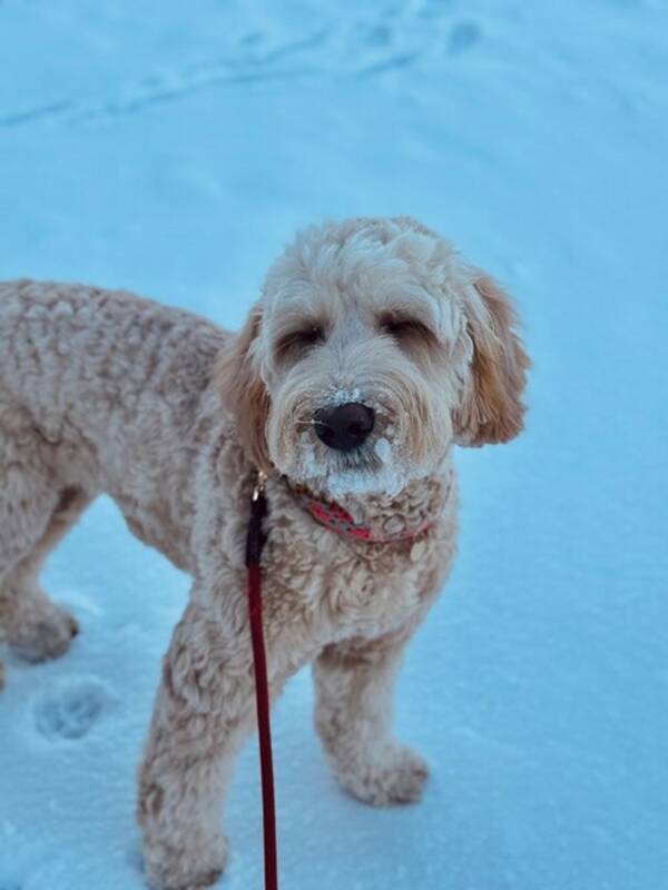 Hund - Labradoodle 