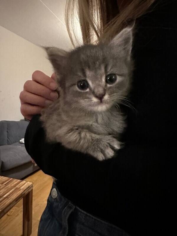 Katt - Kattunge Katt - Kattunge