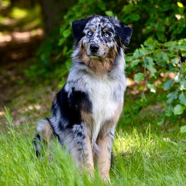 Hund - Aussien Arthur 