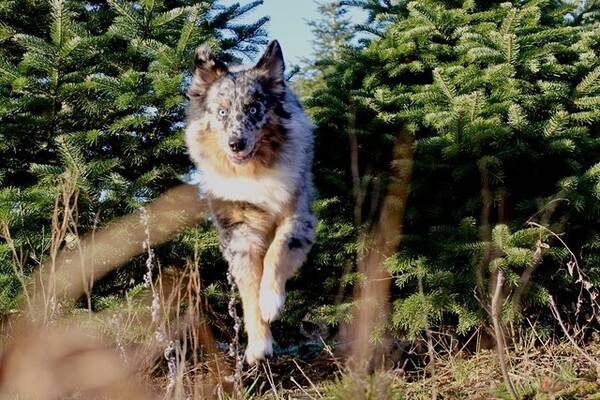 Hund - Aussien Arthur 