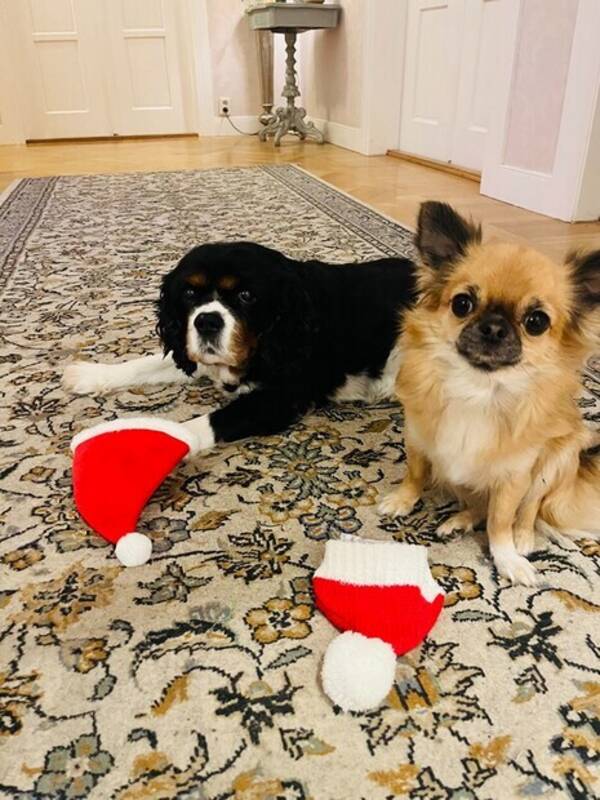 Hund - Ceasar Cavallier & Stella Chihuahua Hund - Ceasar Cavallier & Stella Chihuahua