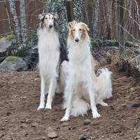 2 borzoier 2 borzoier