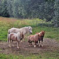 4 små ponnysarna 4 små ponnysarna