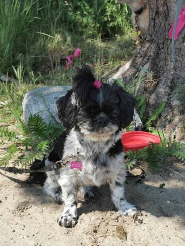 Hund - Shitzu Hund - Shitzu