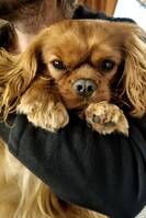 Cavalier King Charles Milo