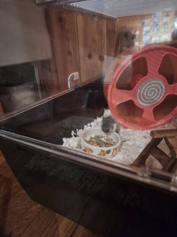 Annet - Hamster Annet - Hamster