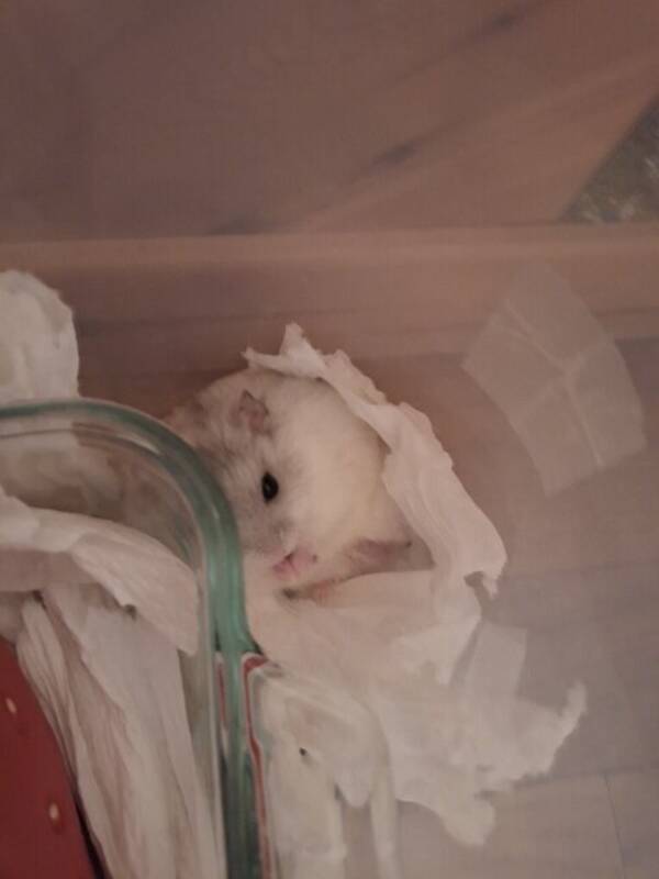 Annet - Hamster Annet - Hamster