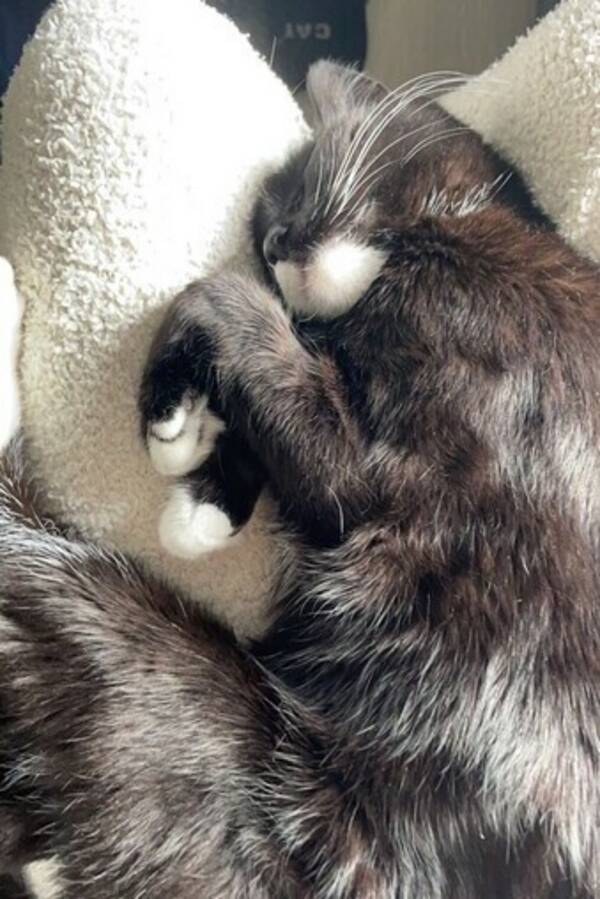 Katt - Svart blandingskstt