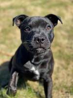 Luna the staffordshire bullterrier