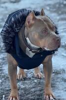 Freja da American Bully