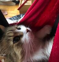 katten Molly katten Molly