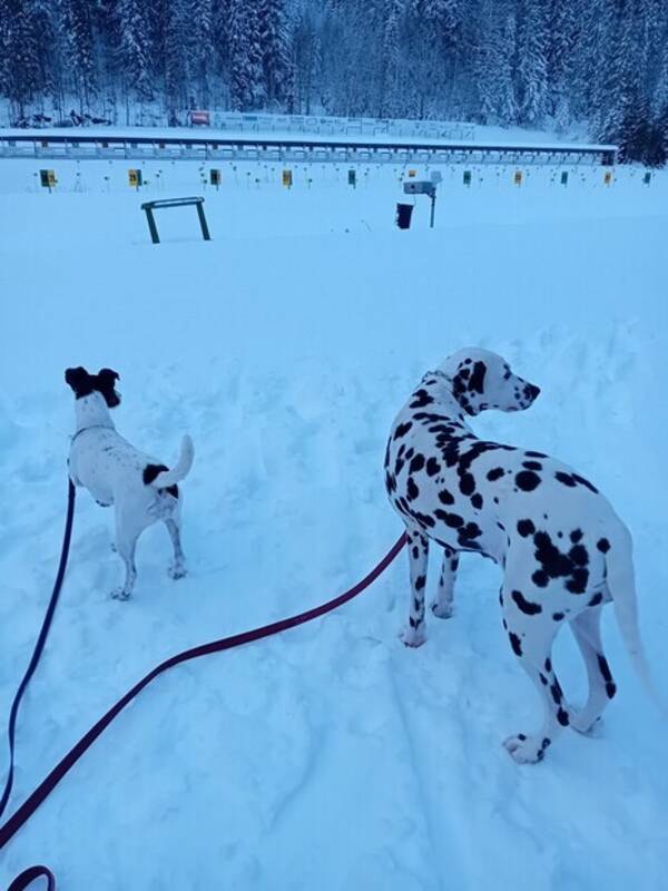 Hund - Slthrig Foxterrier och Dalmatiner 