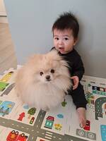 Milo pomeranian