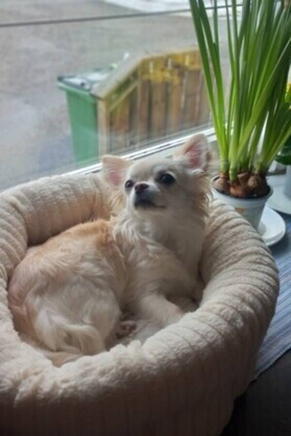 Hund - Yuppi Hund - Yuppi