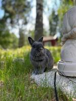 Kanin Capri Kanin Capri
