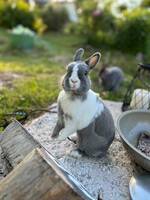 Kaninen Macchiato (macki) Kaninen Macchiato (macki)