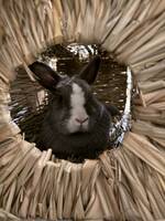 Kaninen Bella Kaninen Bella