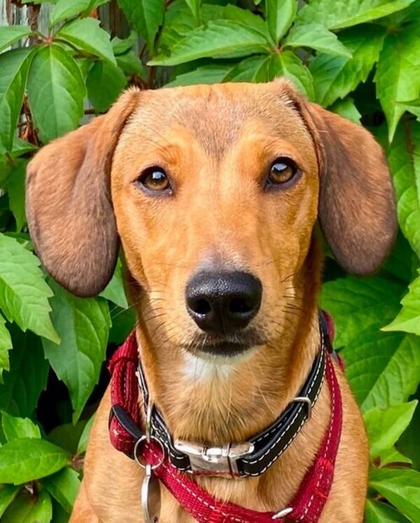 Hund - Otto Hund - Otto