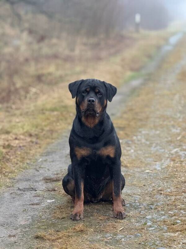 Hund - Rottweiler Smilla