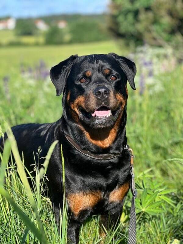 Hund - Rottweiler Smilla