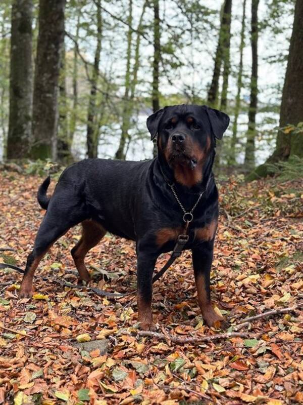 Hund - Rottweiler Smilla