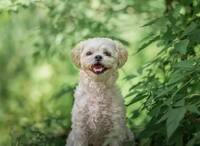 Pudelmix Ronja Pudelmix Ronja