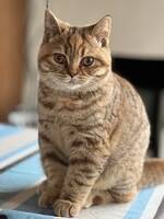 Brittisk korthårig Pigi Brittisk korthårig Pigi