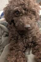 Dvärg pudel Dvärg pudel