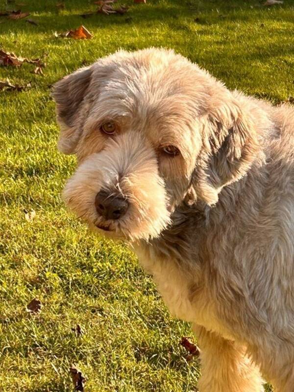 Hund - Bearded collie Baloo