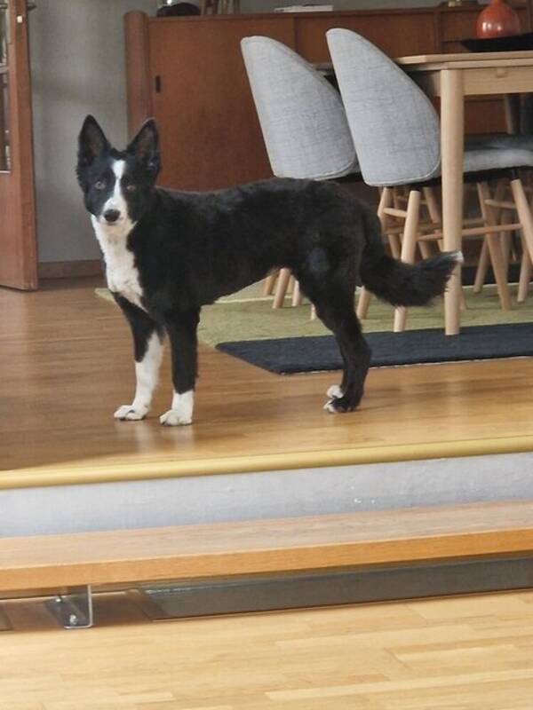 Hund - Border collie 