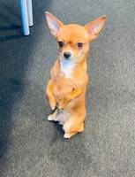 Chihuahua Claudia 