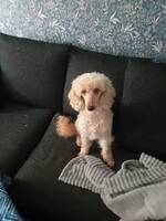 Pudel Goldie Pudel Goldie