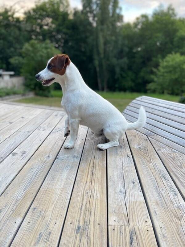 Hund - Jack Russell 