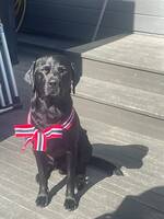 Nero  jakt labrador  Nero  jakt labrador