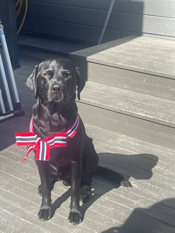 Hund - Nero  jakt labrador  Hund - Nero  jakt labrador